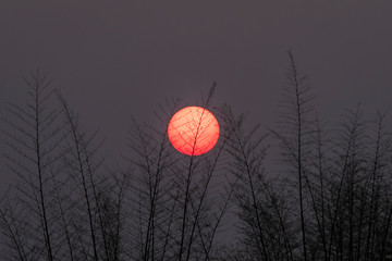 silhouette bamboo tree with the sunset