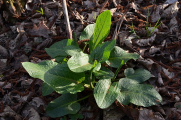 Szczaw lancetowaty, kobylak, Rumex hydrolapathum, młoda roślina wczesną wiosną