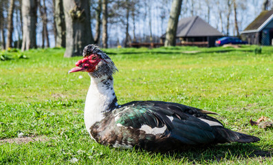Close up sideways portrait of a white Muscovy Duck taken in Den Bos park in Amsterdam