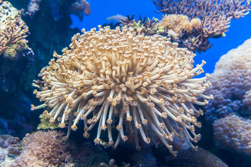 Fototapeta na wymiar A Nice view of Coral reef