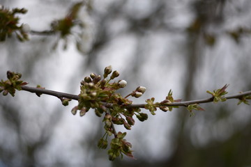 Knospen einer Kirsche