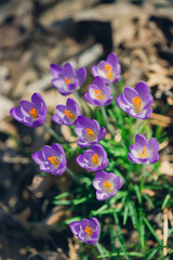 purple crocus flowers in the Spring