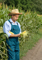 Middle age Farmer inspecting maize at field