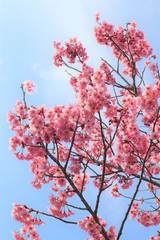満開になった桜を撮影しました