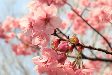 満開になった桜を撮影しました