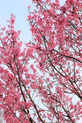 Obraz premium 満開になった桜を撮影しました