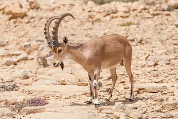Nice view of Nubian ibex goat