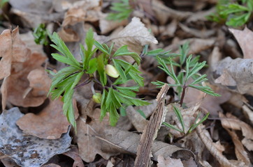 Zawilec gajowy, młoda roslina z pąkiem kwiatowym,  Anemone nemorosa