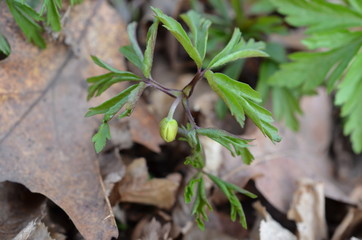 Zawilec gajowy, młoda roslina z pakiem kwiatowym,  Anemone nemorosa