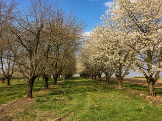 Kirschbäume auf dem Feld