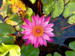Purple lotus bloom in the pool10