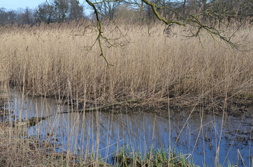 Bajorko, grzęzawisko wczesną wiosną © Ewa