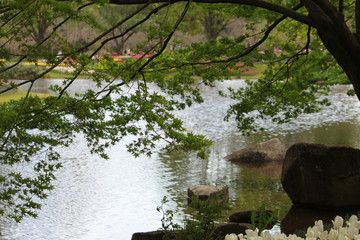 Tulips of various colors and shapes coloring the park in spring, looking like a painting.