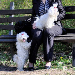 woman holding two cute maltese dogs. in the park