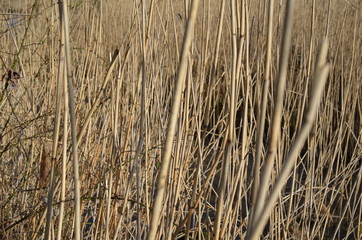 Sucha trzcina pospolita, po zimie, Phragmites australis