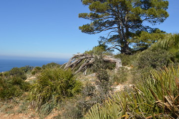 Fototapeta na wymiar Mallorca, mar, montaña, rutas, relax mar, costa pueblos, vistas