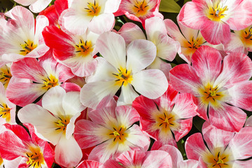 tulips in spring field