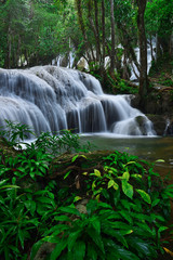 plant, foreground and waterfall 
