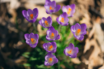 Fototapeta na wymiar purple crocus flowers in the Spring