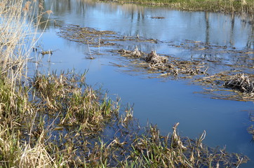Mokradła wczesną wiosną © Ewa