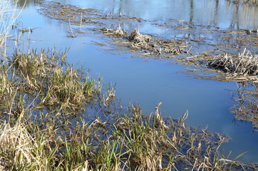 Mokradła wczesną wiosną © Ewa