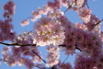 japanische Kirsche im Frühlinf