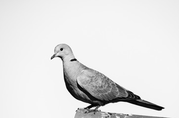 Birds Pigeons