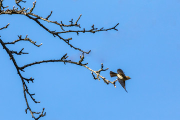 Vogel vor blauem Himmel hebt ab