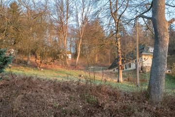 Rehe am fr&uuml;hen Morgen auf Wiese