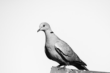 Birds Pigeons