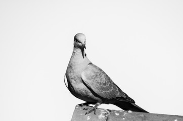 Birds Pigeons