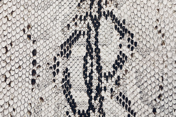 Black and white python skin texture