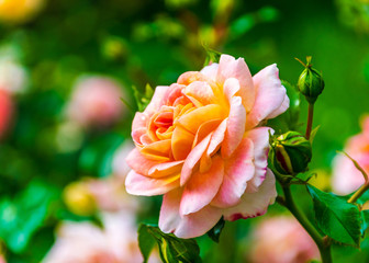 Beautiful cream rose