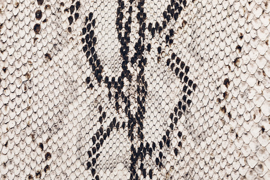 Black and white python skin texture