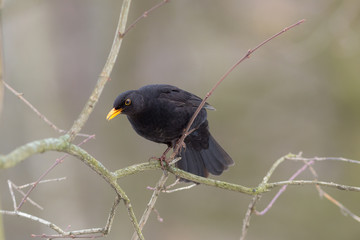 blackbird on a branch