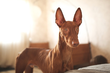 Pharaoh Hound puppy 10 months, primitive dog