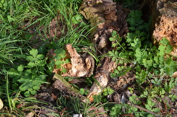 Glistnik jaskółcze ziele, młoda roślina wczesną wiosną, Chelidonium majus