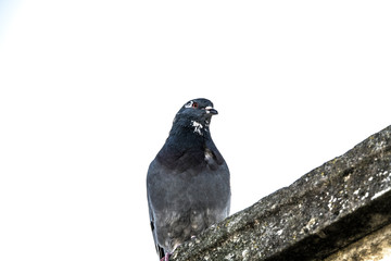 Birds Pigeons