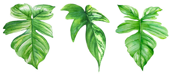 Group of watercolor illustrations of philodendron leaves. © Liubov Tolstova