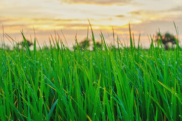 Rice field Green Thailand countryside with beautiful cloudy sky on morning