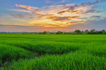 Fototapeta na wymiar Rice field Green Thailand countryside with beautiful cloudy sky on morning