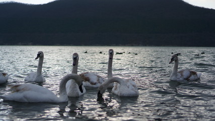 swans on the lake