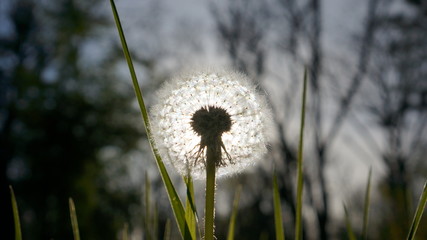 sunny dandelion on a green background