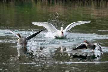 Angry aggressive mute swan  (Cygnus olor) chasing greylag geese (anser anser)