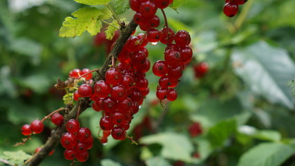 branch of red currant on green background of blue sky