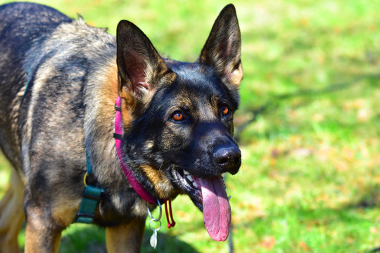 Portrait of a playing german shepard dog