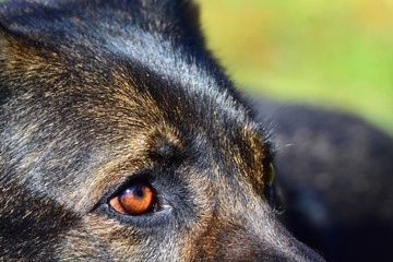 Eyes of a shepard dog