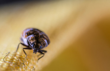 Bug Insect
