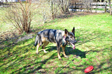 Shepard dog wants to play