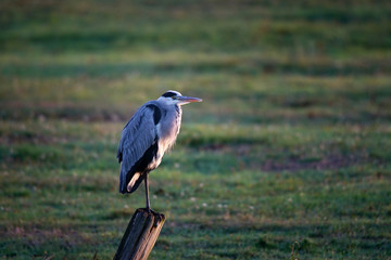 Grey heron on a fence post